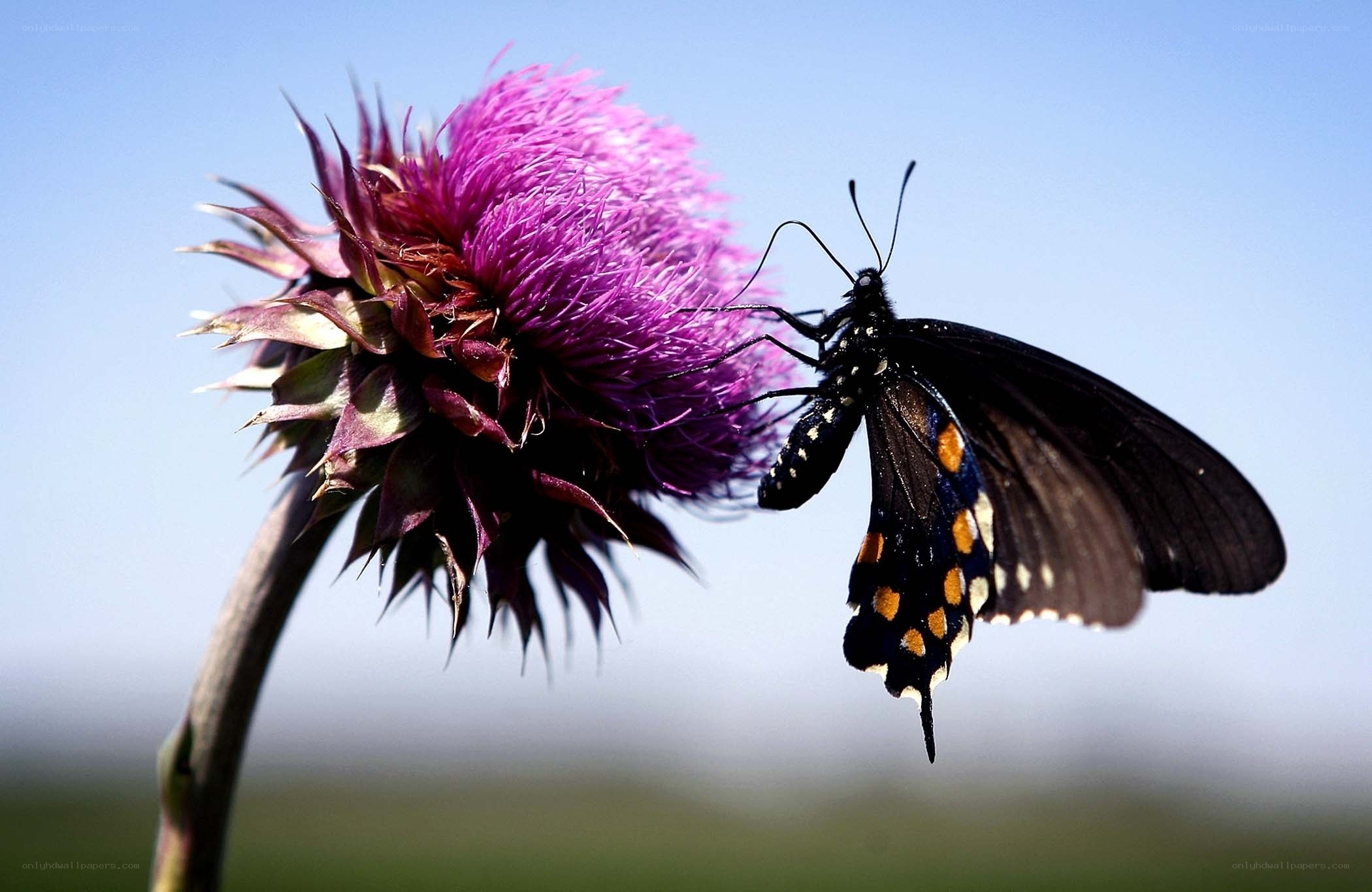 butterfly on purple thistle