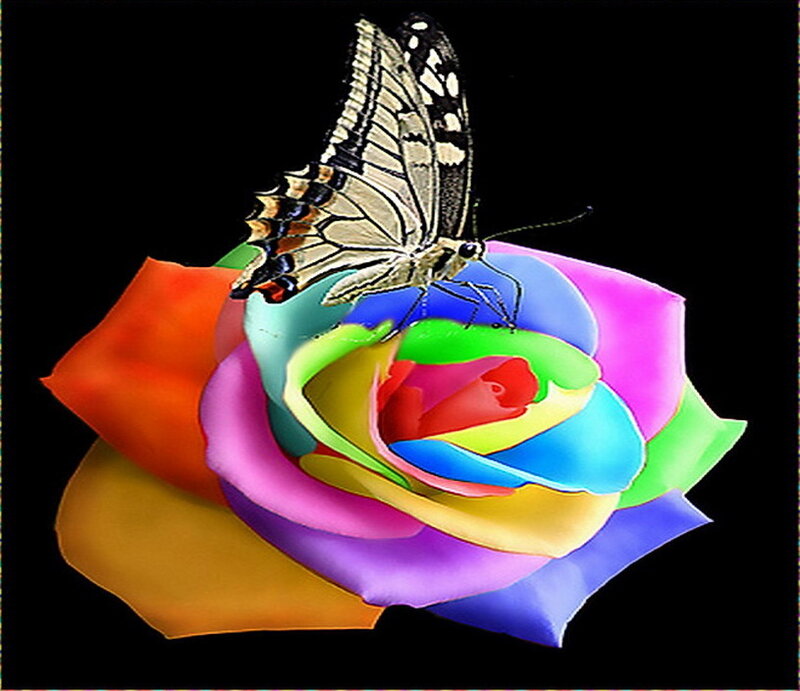 Butterfly on Rainbow Rose