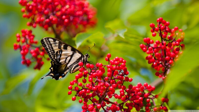 Butterfly on Red Berries — Natural, Summer