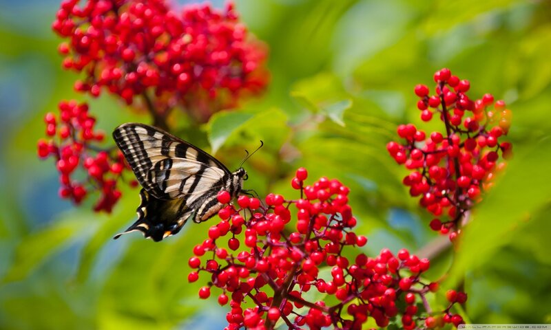 Butterfly on Red Berries — Natural