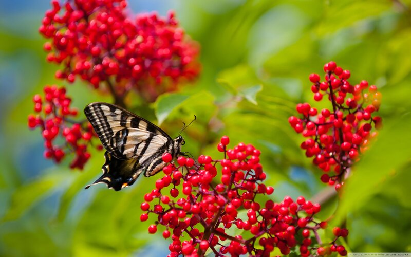 Butterfly on Red Berries