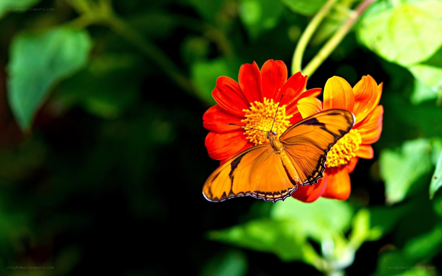 Butterfly on red flower