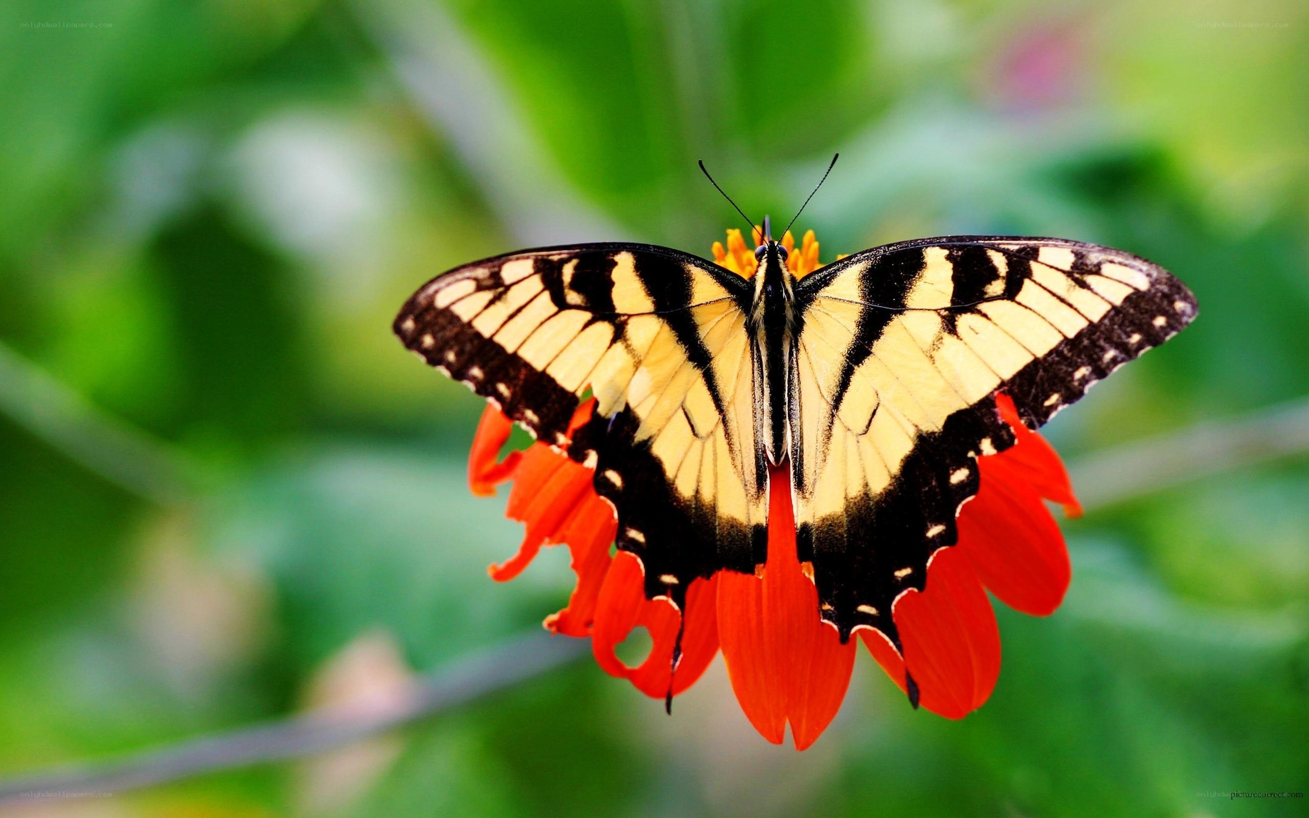 butterfly on red flower
