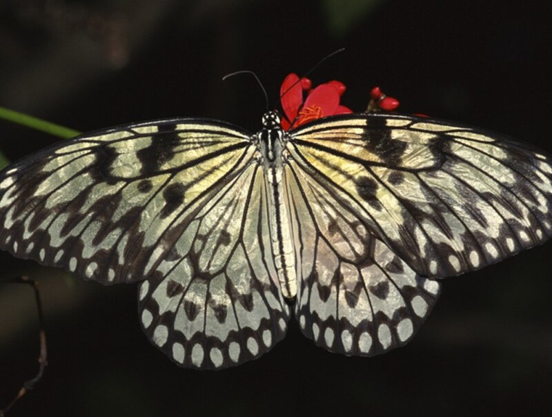 Butterfly on red flower
