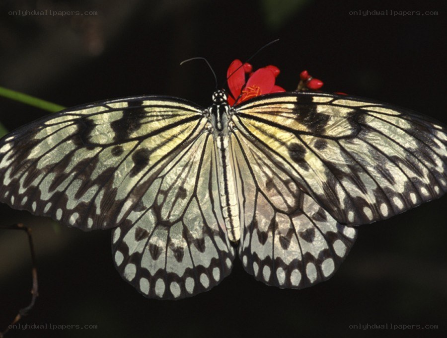 Butterfly on red flower
