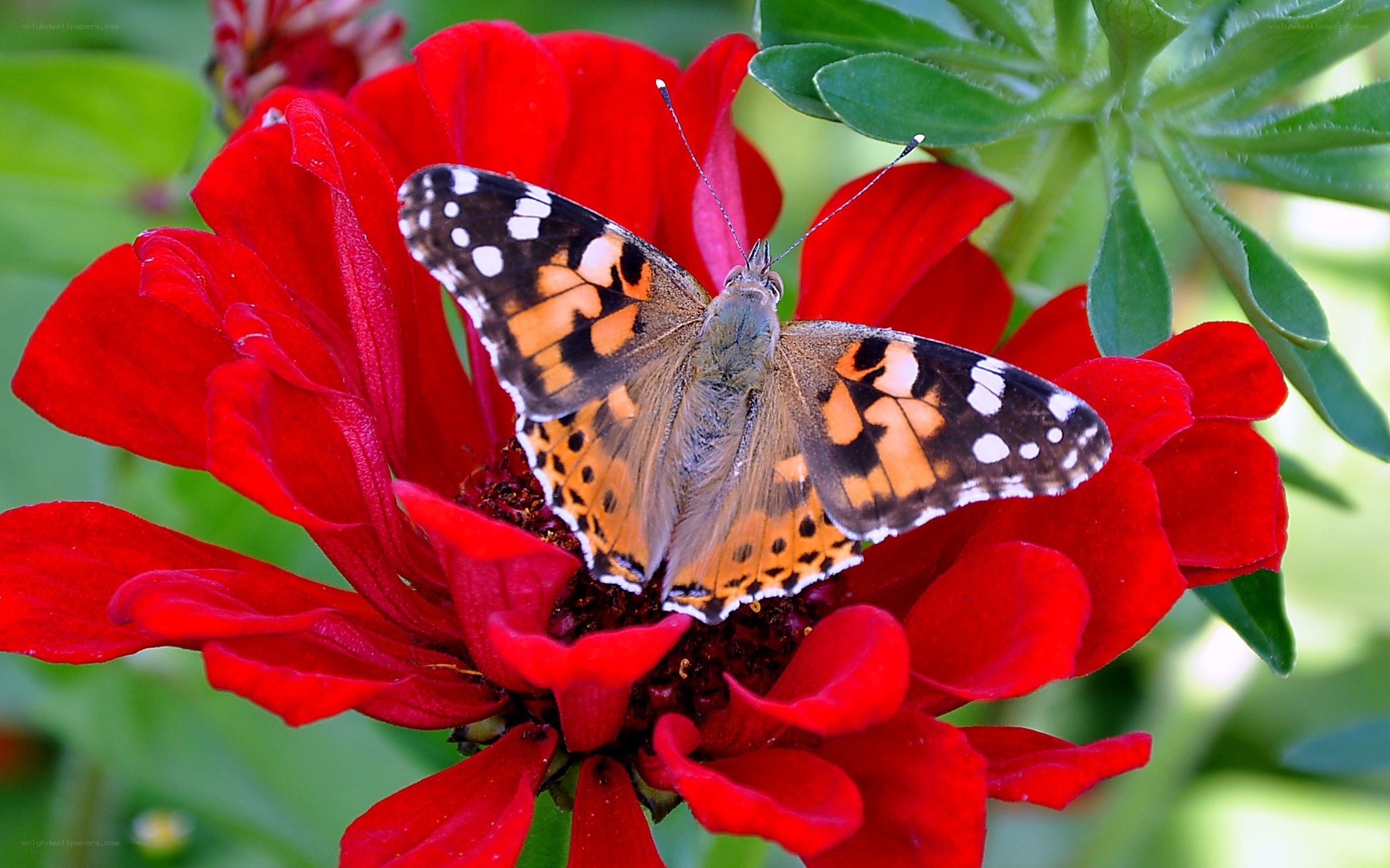 butterfly on red flower