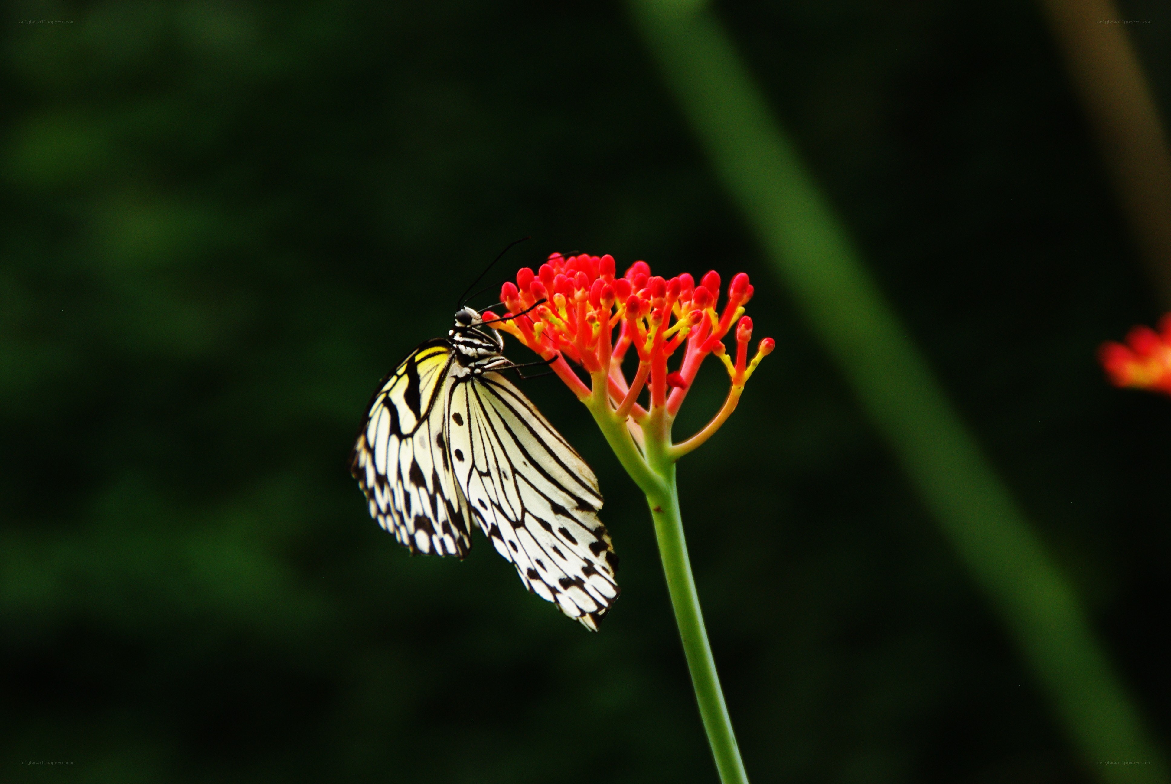 butterfly on red flower