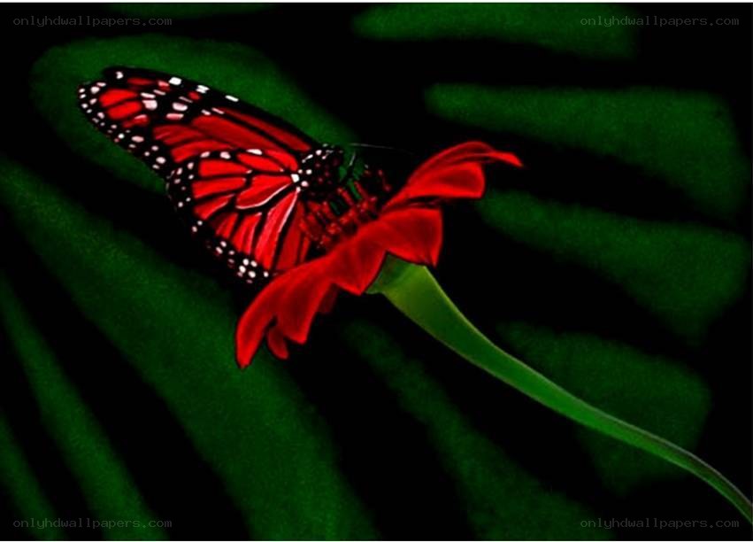 butterfly on red flower