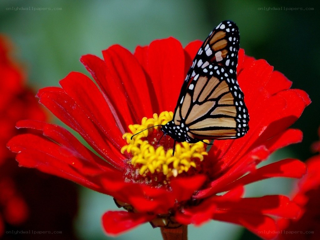 butterfly on red flower