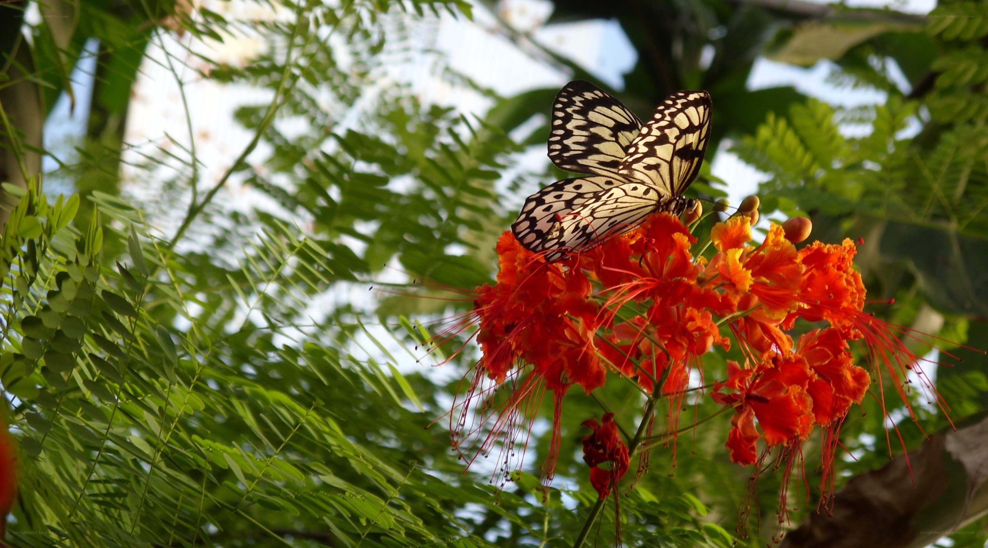 butterfly on red flower