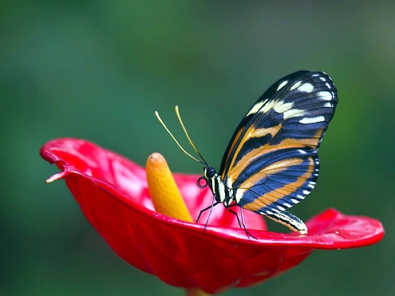 Butterfly on red flower
