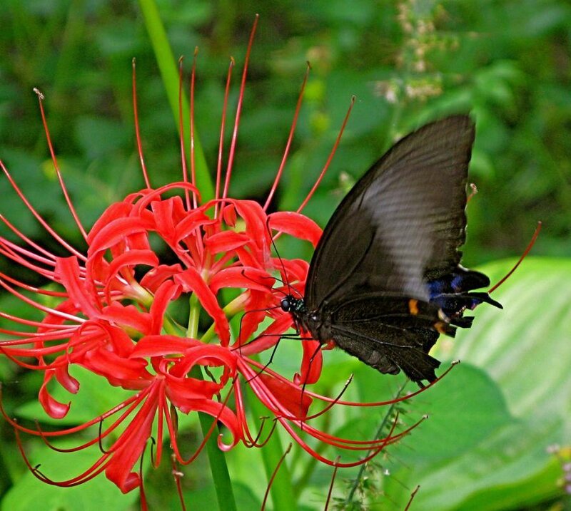 Butterfly on red flower