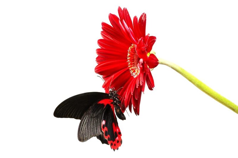 butterfly on red flower