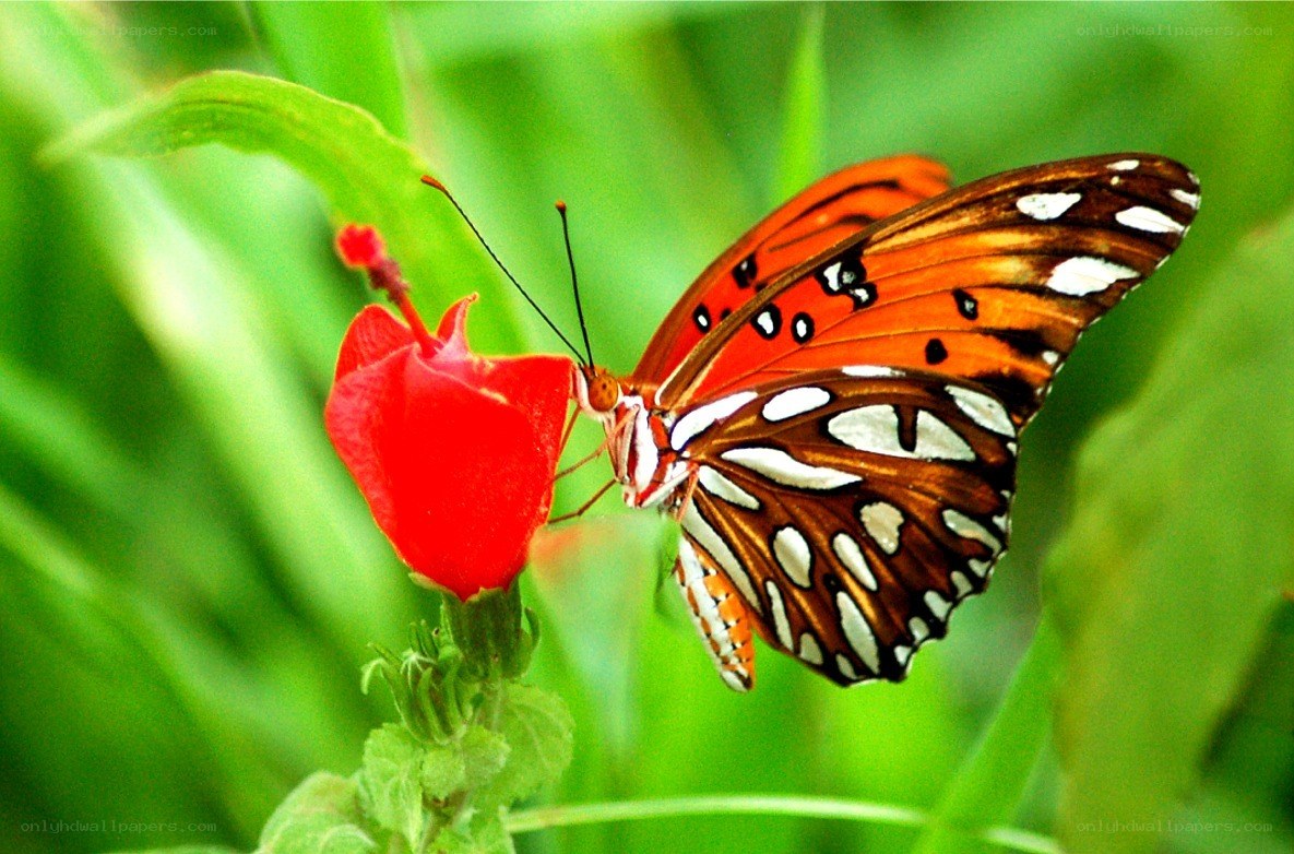 Butterfly on red flower