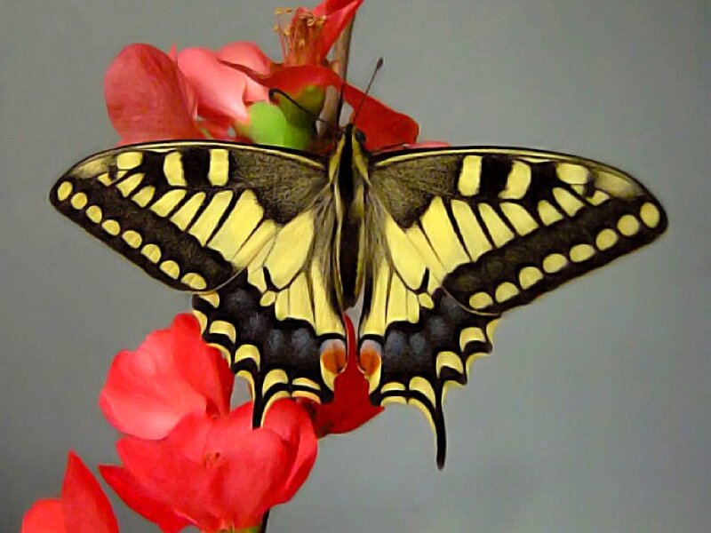 butterfly on red flower