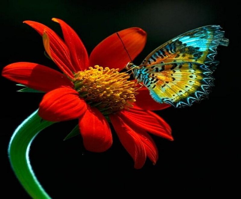 butterfly on red flower