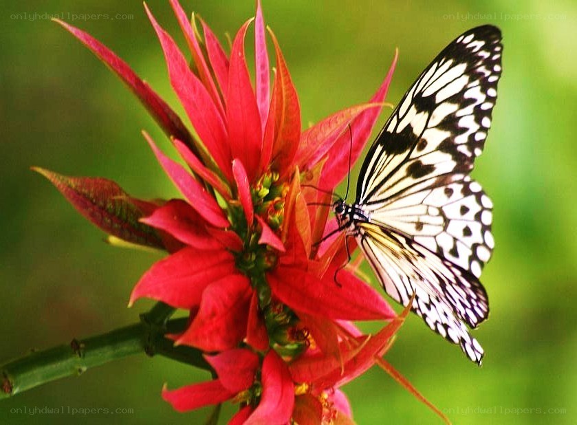 butterfly on red flower