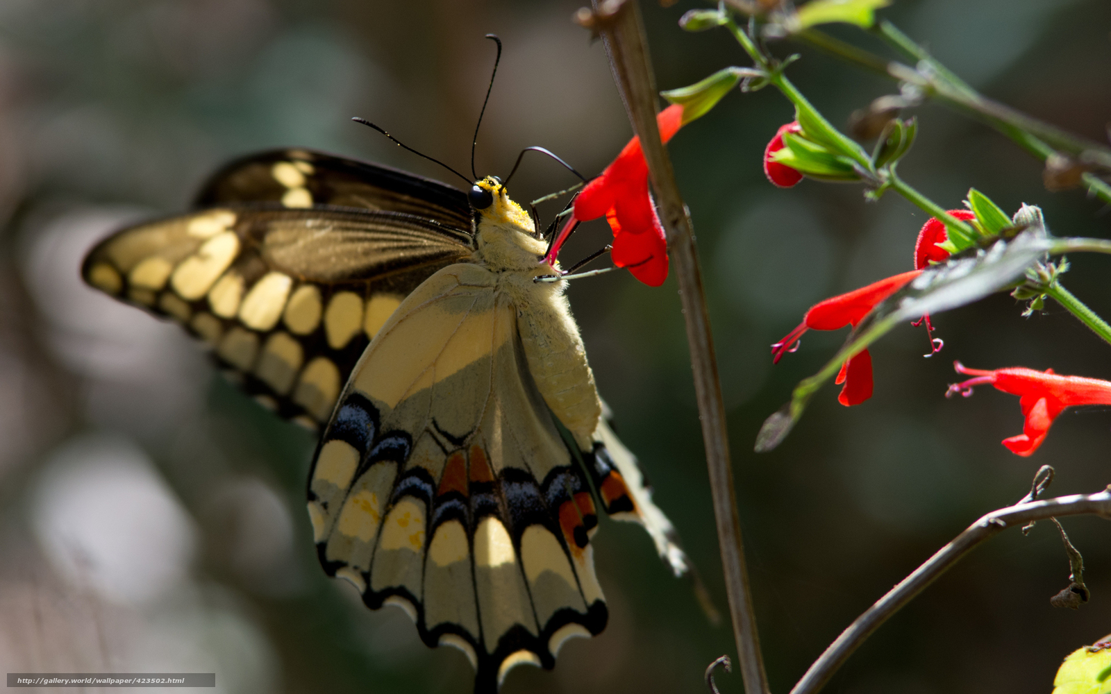 Butterfly on red flower