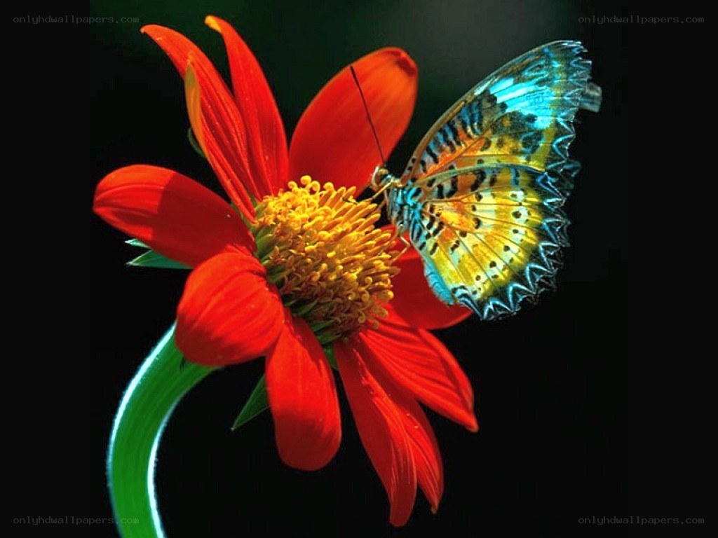 butterfly on red flower