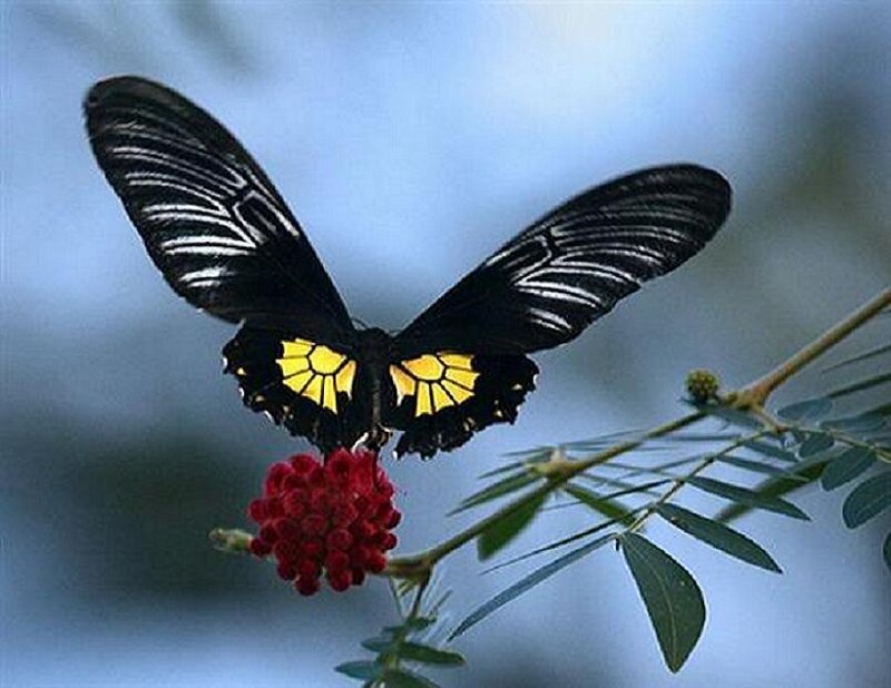 butterfly on red flower