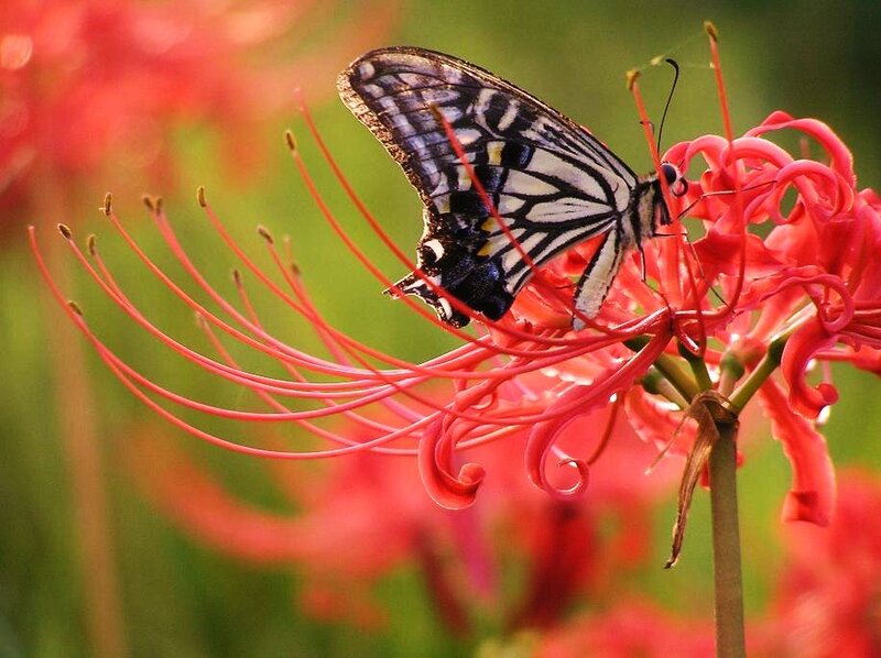 butterfly on red flower