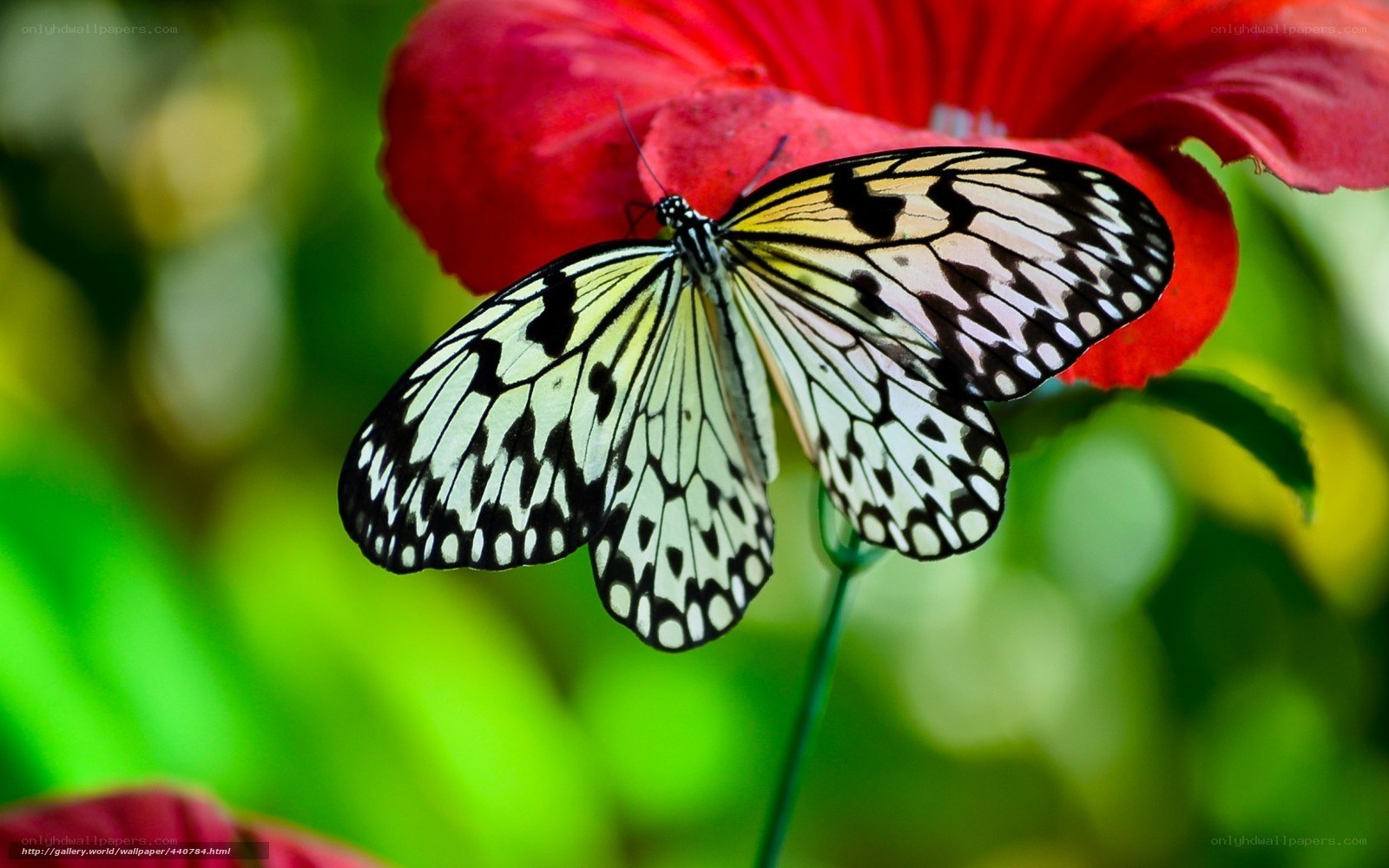 butterfly on red flower