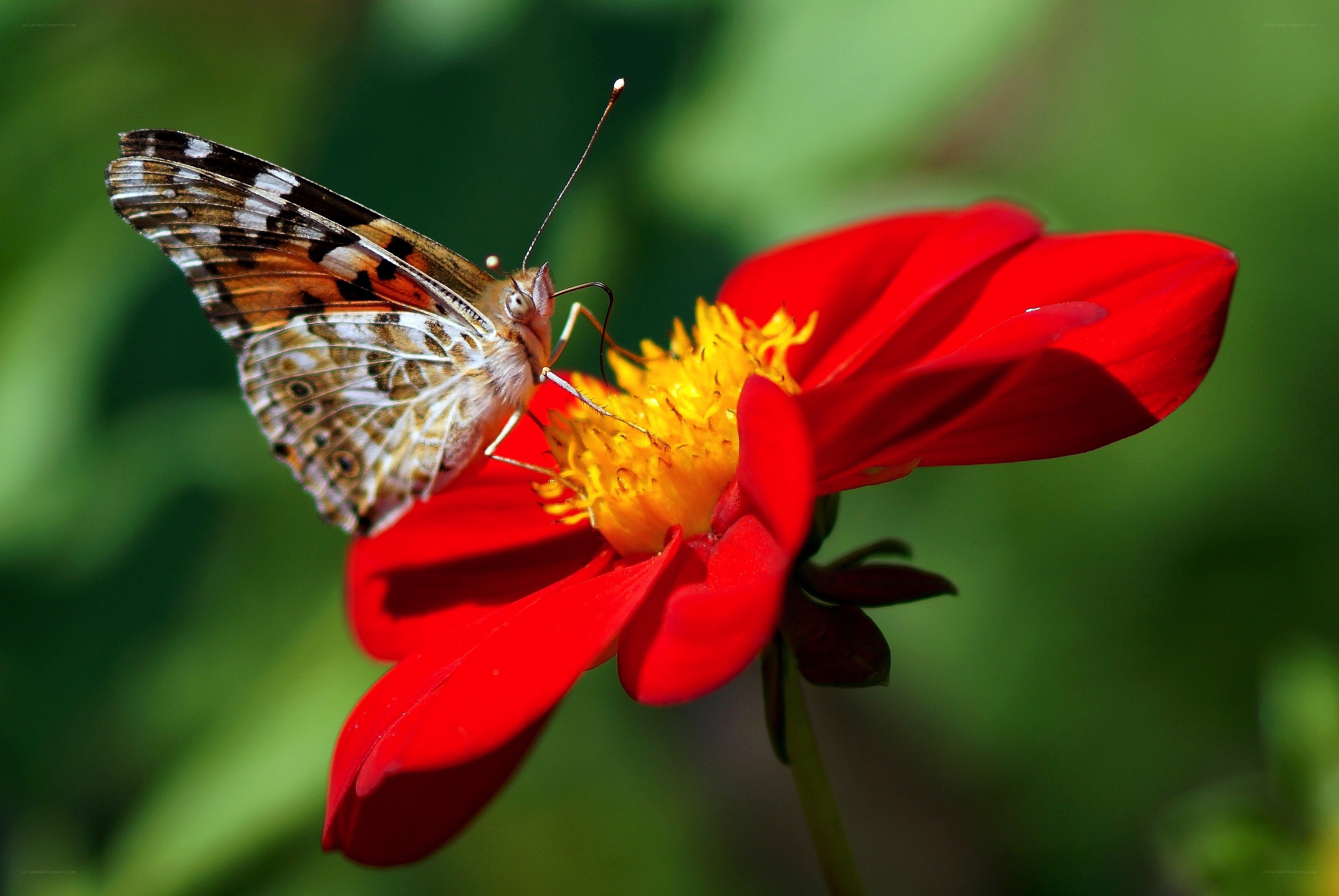 butterfly on red flower