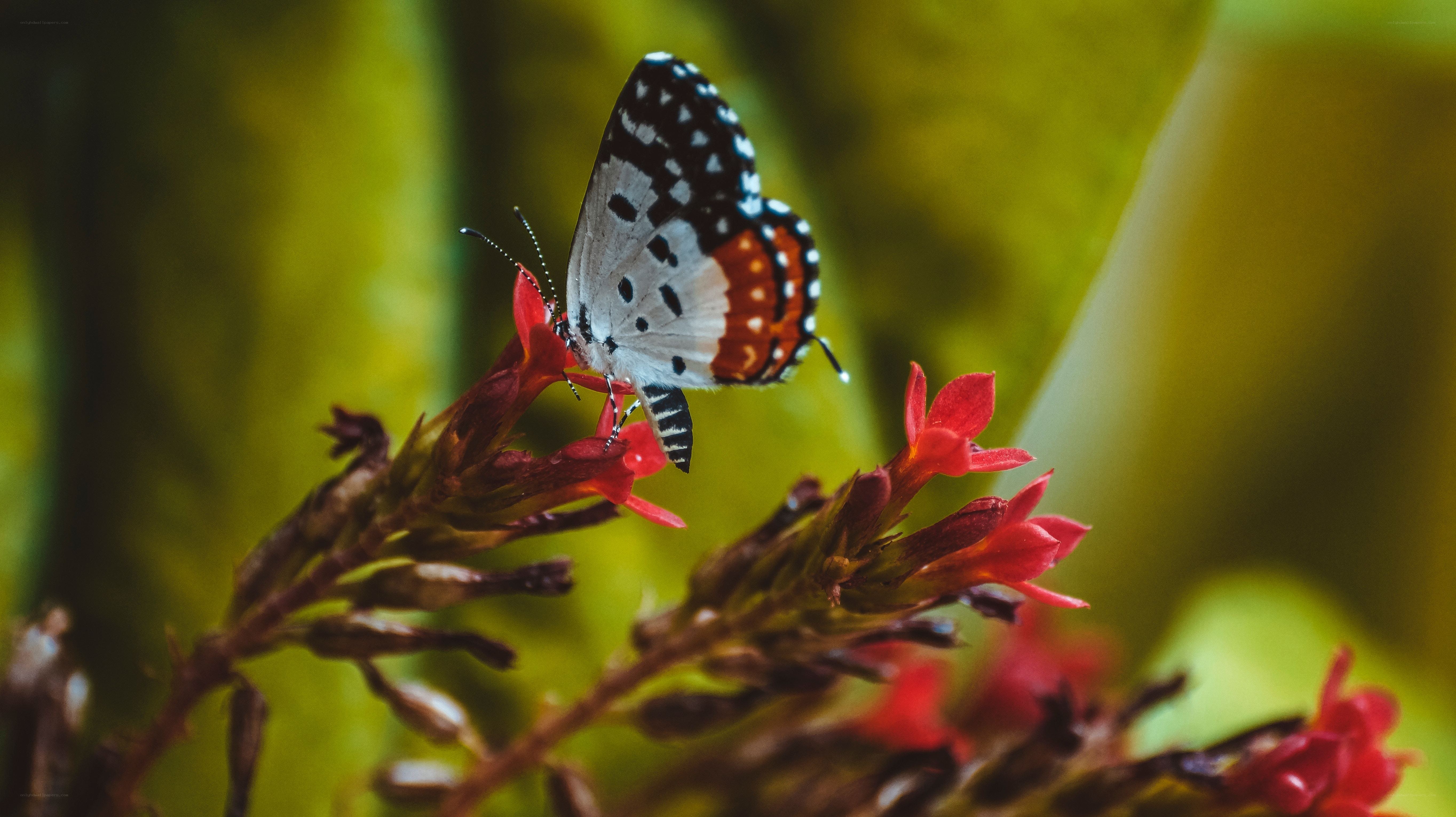 Butterfly on red flower