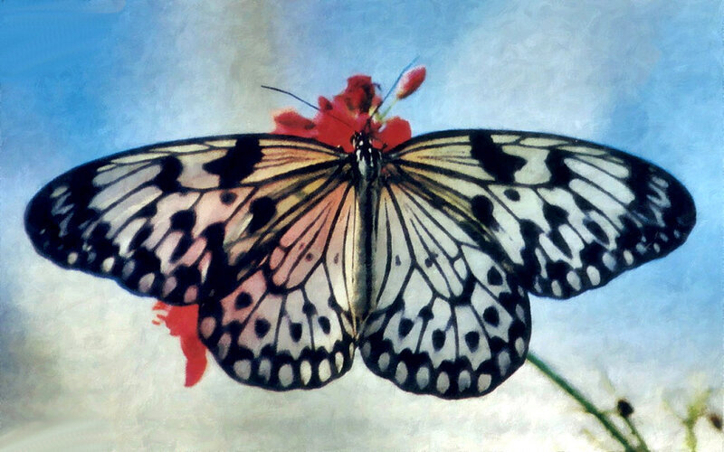 Butterfly on Red Flower — Blue