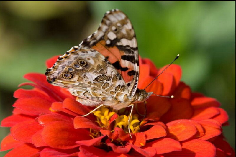 Butterfly on Red Flower — Calm, Afternoon, Photograph, Antennae
