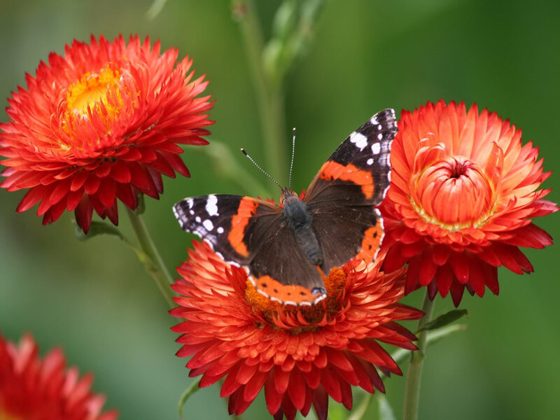 Butterfly on Red Flower — Calm, Afternoon, Photograph, Green Background