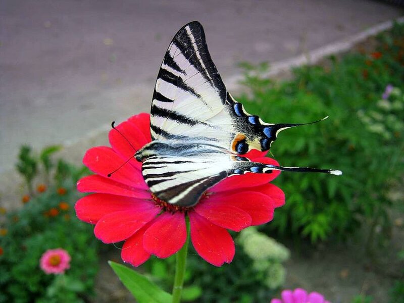 Butterfly on Red Flower — Calm, Afternoon, Photograph, Greenery, Road