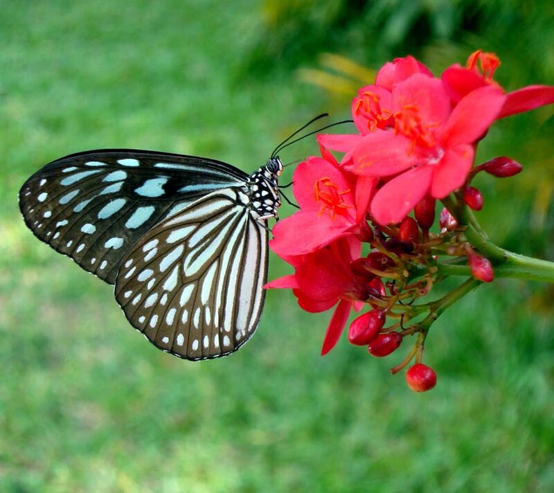 Butterfly on Red Flower — Calm, Afternoon, Photograph, Greenery