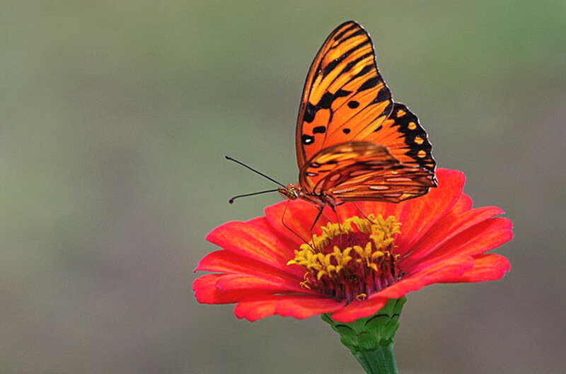 Butterfly on Red Flower — Calm, Afternoon, Photograph, Insect, Green Stem