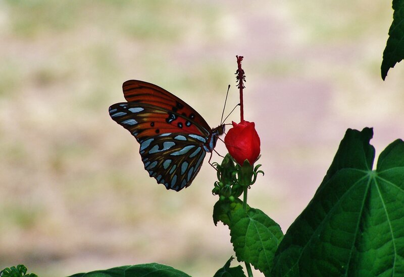 Butterfly on Red Flower — Calm, Afternoon, Photograph, Leaf