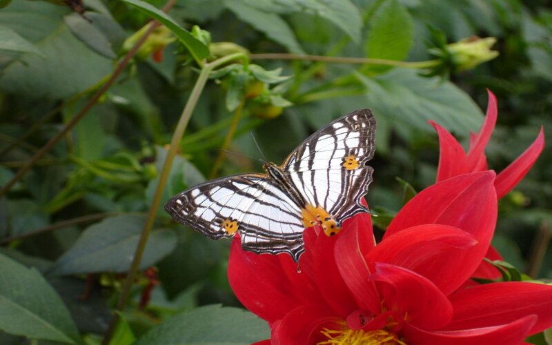 Butterfly on Red Flower — Calm, Afternoon, Photograph, Leaves