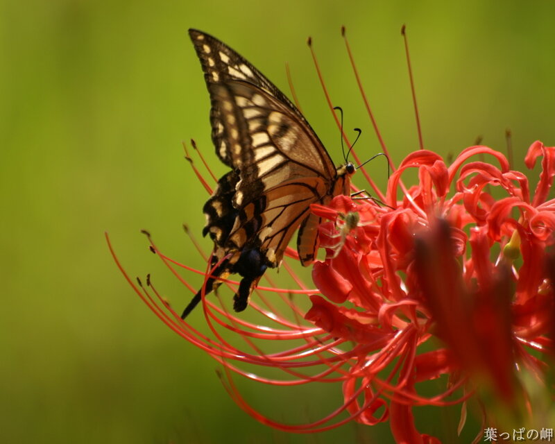 Butterfly on Red Flower — Calm, Afternoon