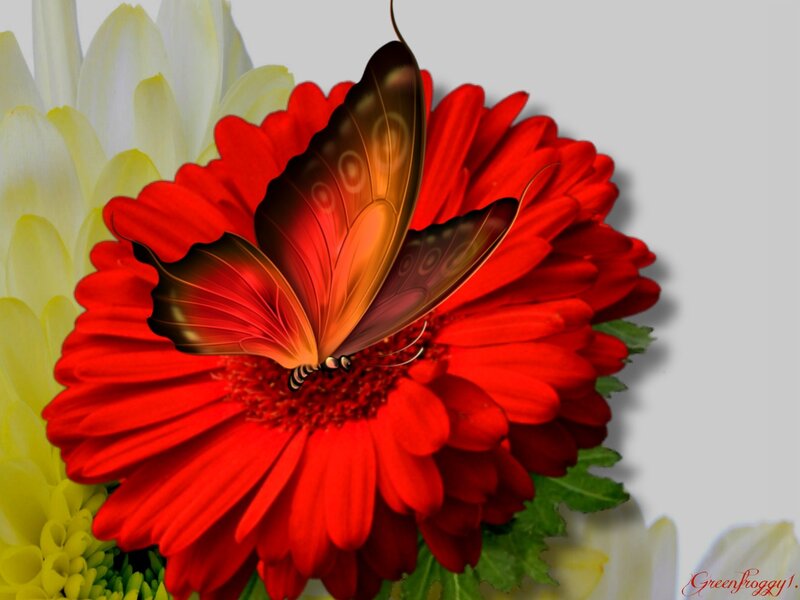 Butterfly on Red Flower — Calm, Digital Art