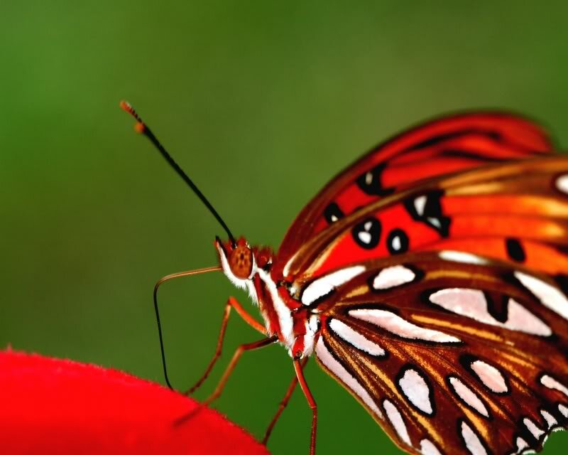 Butterfly on Red Flower — Calm, Photograph, Green Background