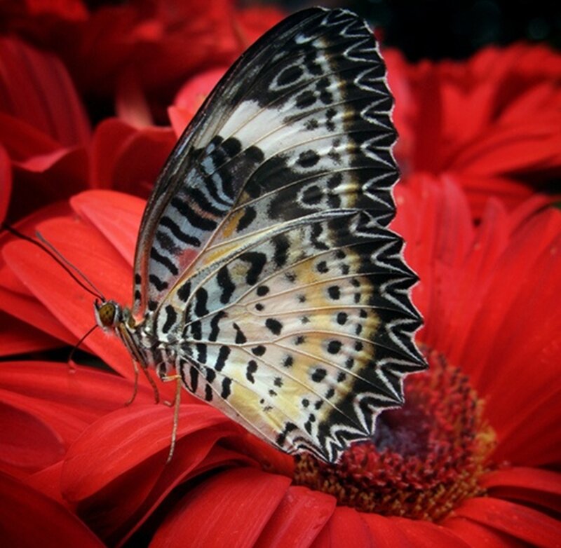 Butterfly on Red Flower — Calm, Photograph, Insect