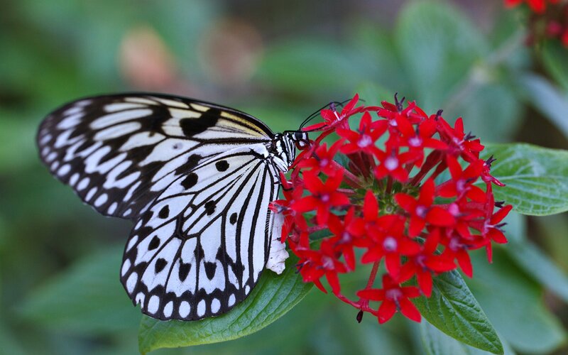 Butterfly on Red Flower — Calm, Photograph, Leaf, Greenery