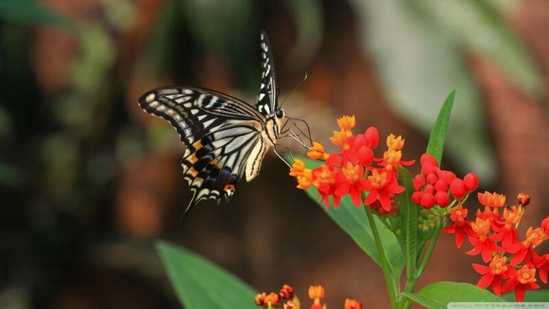 Butterfly on Red Flower — Calm, Photograph, Leaf, Plant
