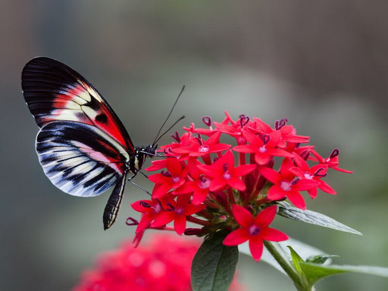 Butterfly on Red Flower — Calm, Photograph, Leaf, Wing