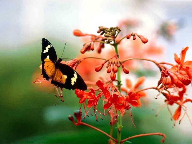 Butterfly on Red Flower — Calm, Photograph