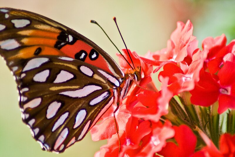 Butterfly on Red Flower — Calm
