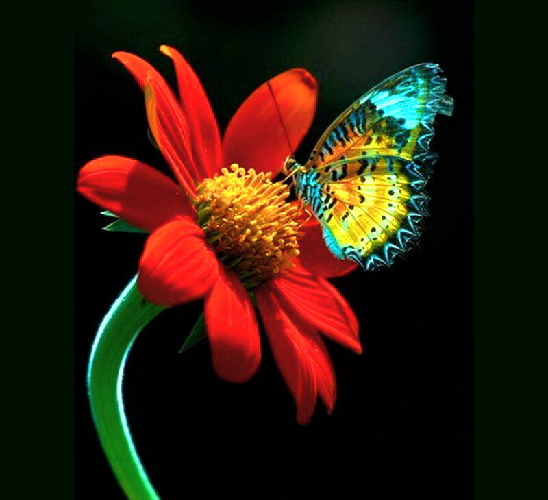 Butterfly on Red Flower — Dramatic, Night