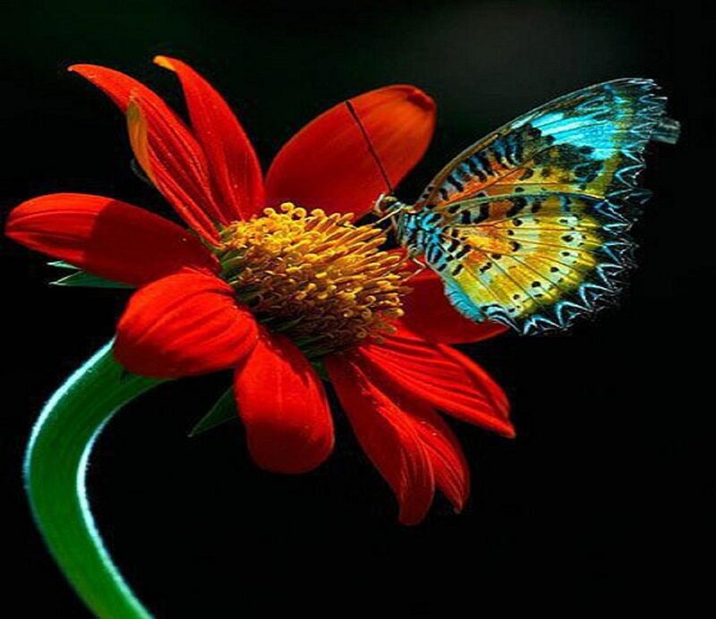 Butterfly on Red Flower — Dramatic, Photograph