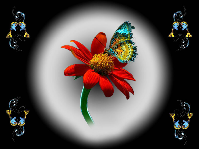 Butterfly on Red Flower — Dramatic