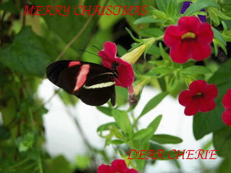 Butterfly on Red Flower — Festive