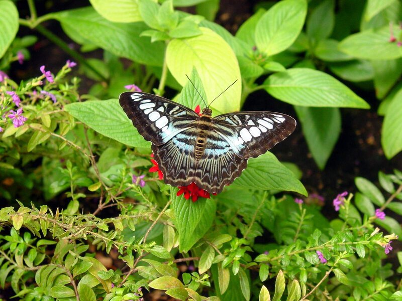 Butterfly on Red Flower — Green, Calm, Afternoon